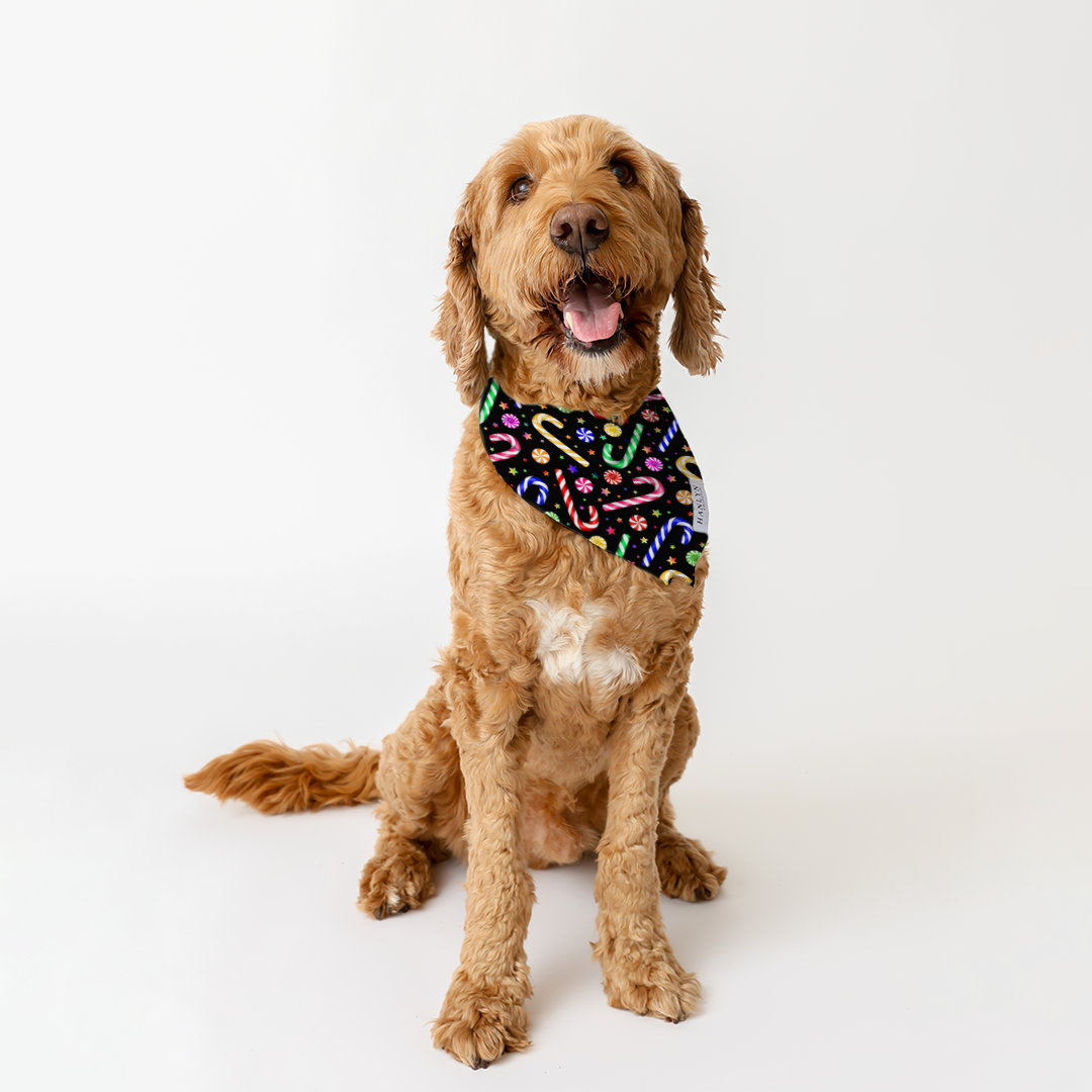 Electric Canes Animal Bandana